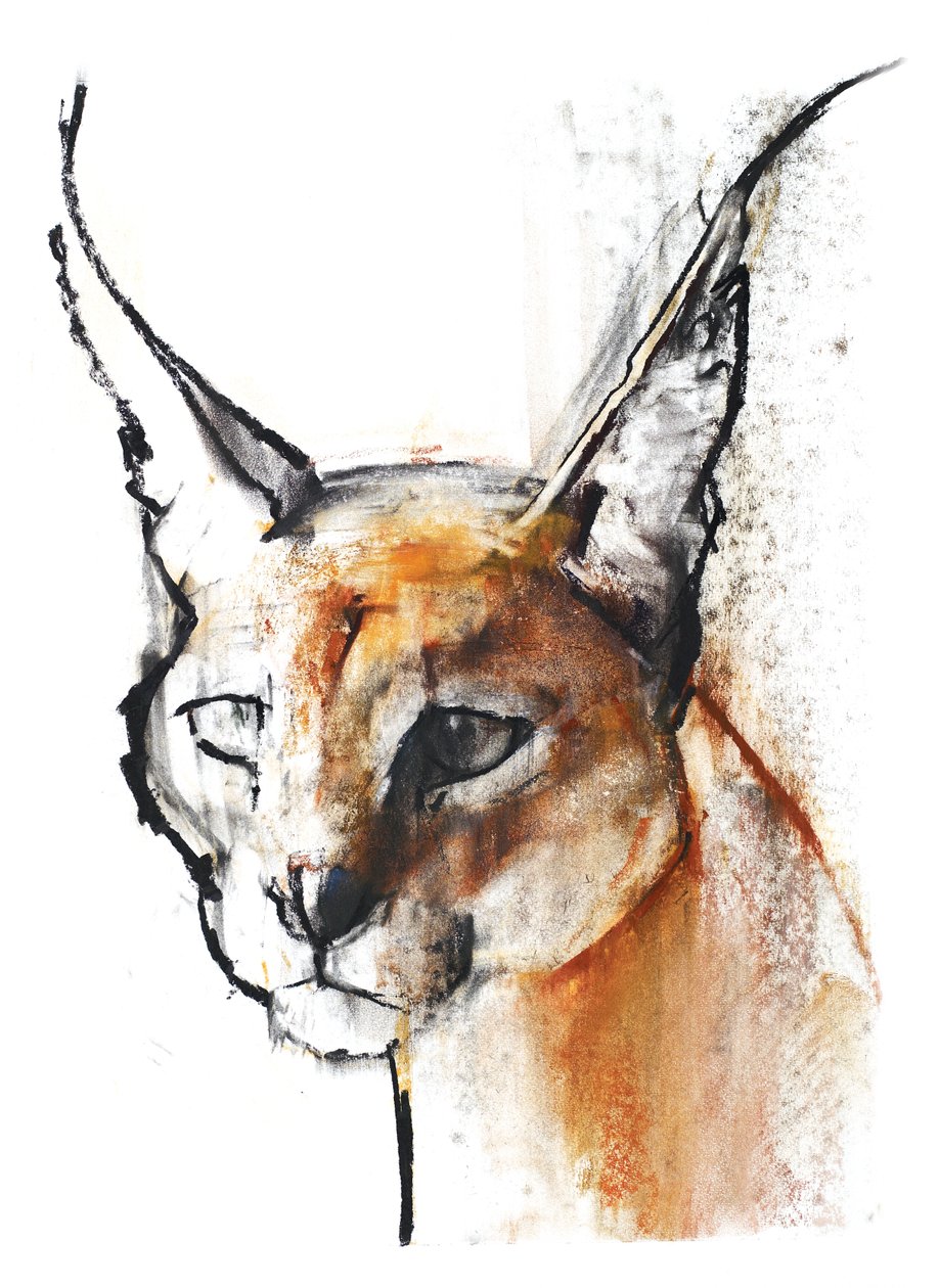 फ़ेलीन (अरेबियन काराकल), 2009 (कागज़ पर und charcoal द्वारा मार्क एडलिंगटन