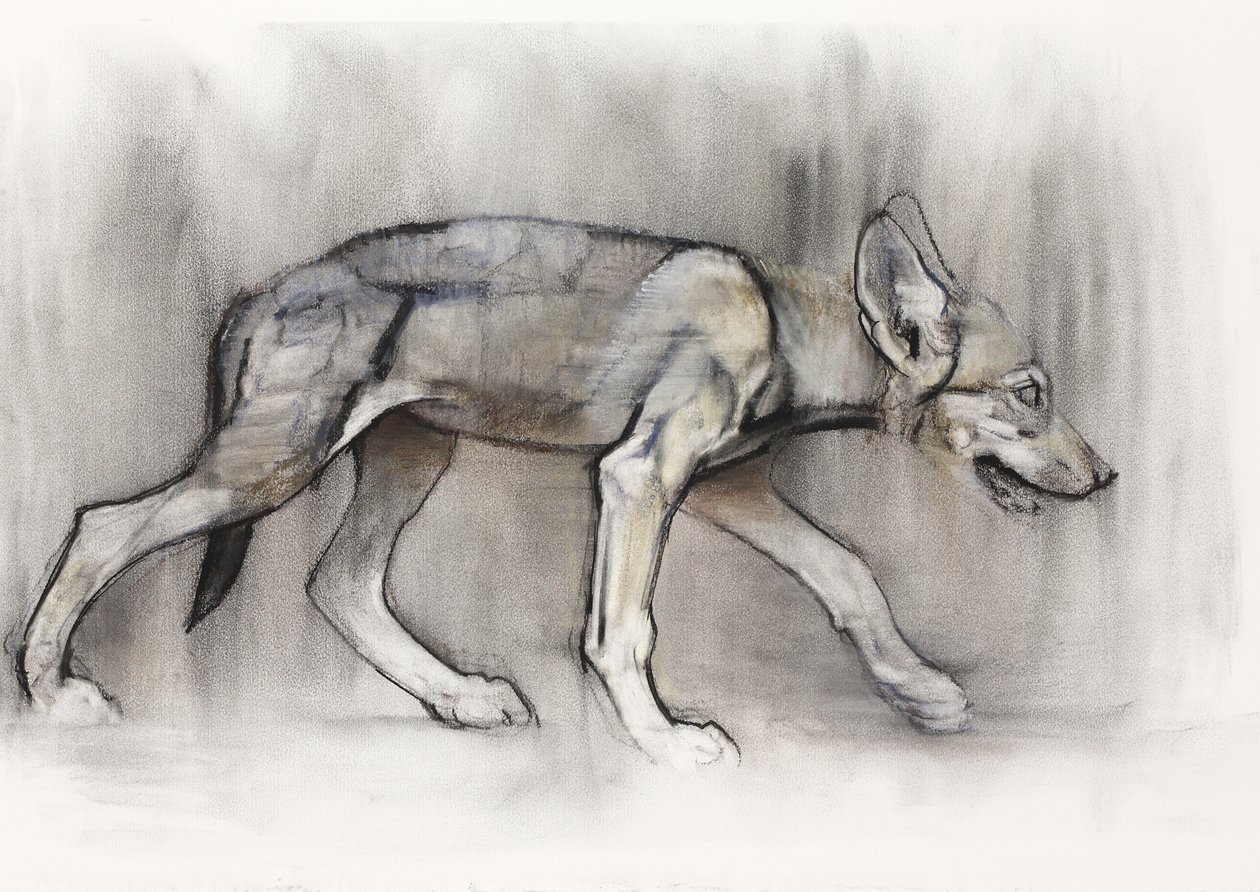 लीन पुप (अरेबियन वुल्फ), 2009 (कागज पर und charcoal) द्वारा मार्क एडलिंगटन