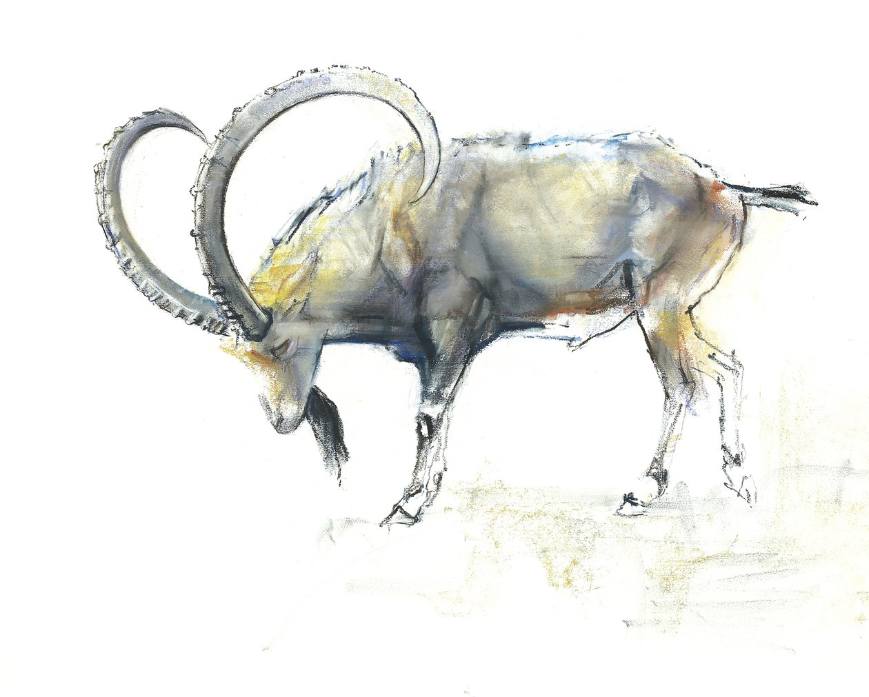 न्युबियन इबेक्स, 2008 (कागज़ पर ईबे चारकोल) द्वारा मार्क एडलिंगटन