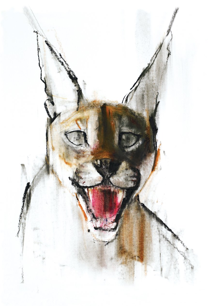 Snarl (अरेबियन काराकल), 2009 (कागज़ पर und charcoal) द्वारा मार्क एडलिंगटन