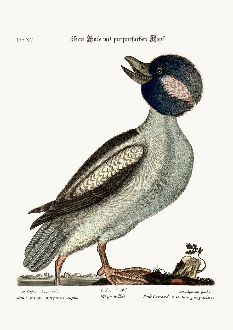 द बफ़ेल हैड डक, 1749-73 द्वारा मार्क केट्सबी