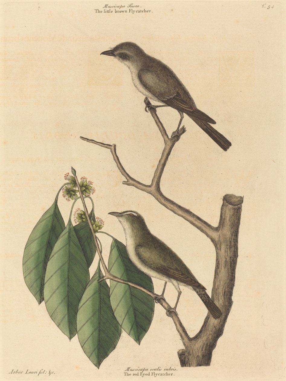 द लिटिल ब्राउन फ्लाईकैचर, प्रकाशित 1731-1743। द्वारा मार्क केट्सबी