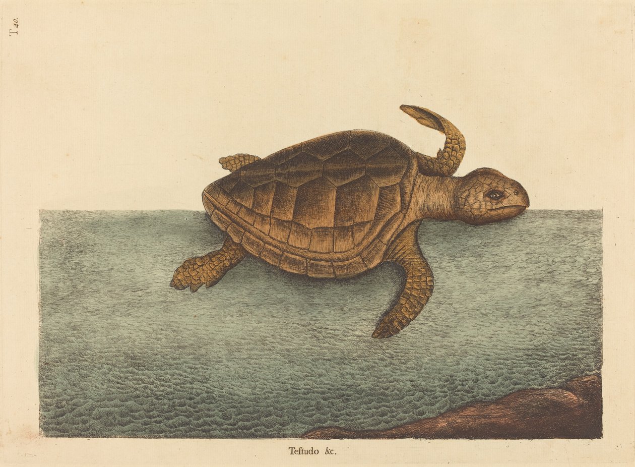द लॉगर-हेड टर्टल टेस्टुडो कैवाना, 1731-1743 में प्रकाशित हुआ। द्वारा मार्क केट्सबी