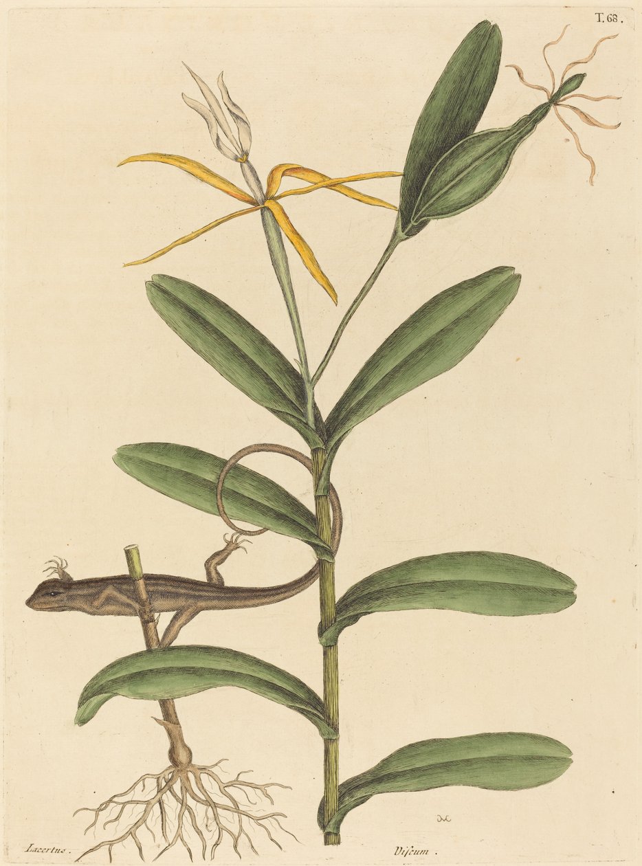 ल्योन छिपकली लैकर्टा 6-लाइनाटा, 1731-1743 में प्रकाशित। द्वारा मार्क केट्सबी
