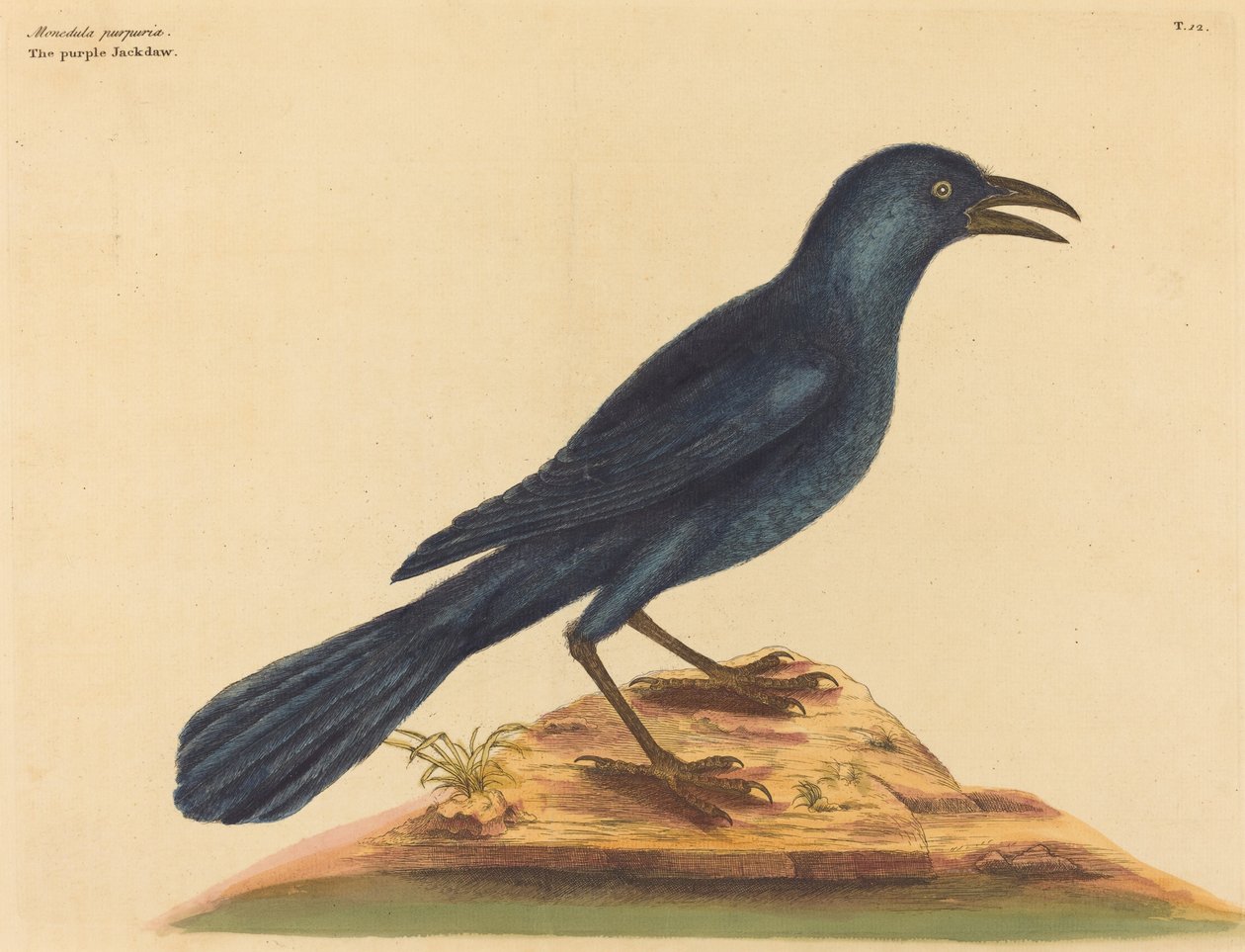 पर्पल जैक डाव ग्रेकुला क्विस्कुला, 1731-1 प्रकाशित द्वारा मार्क केट्सबी