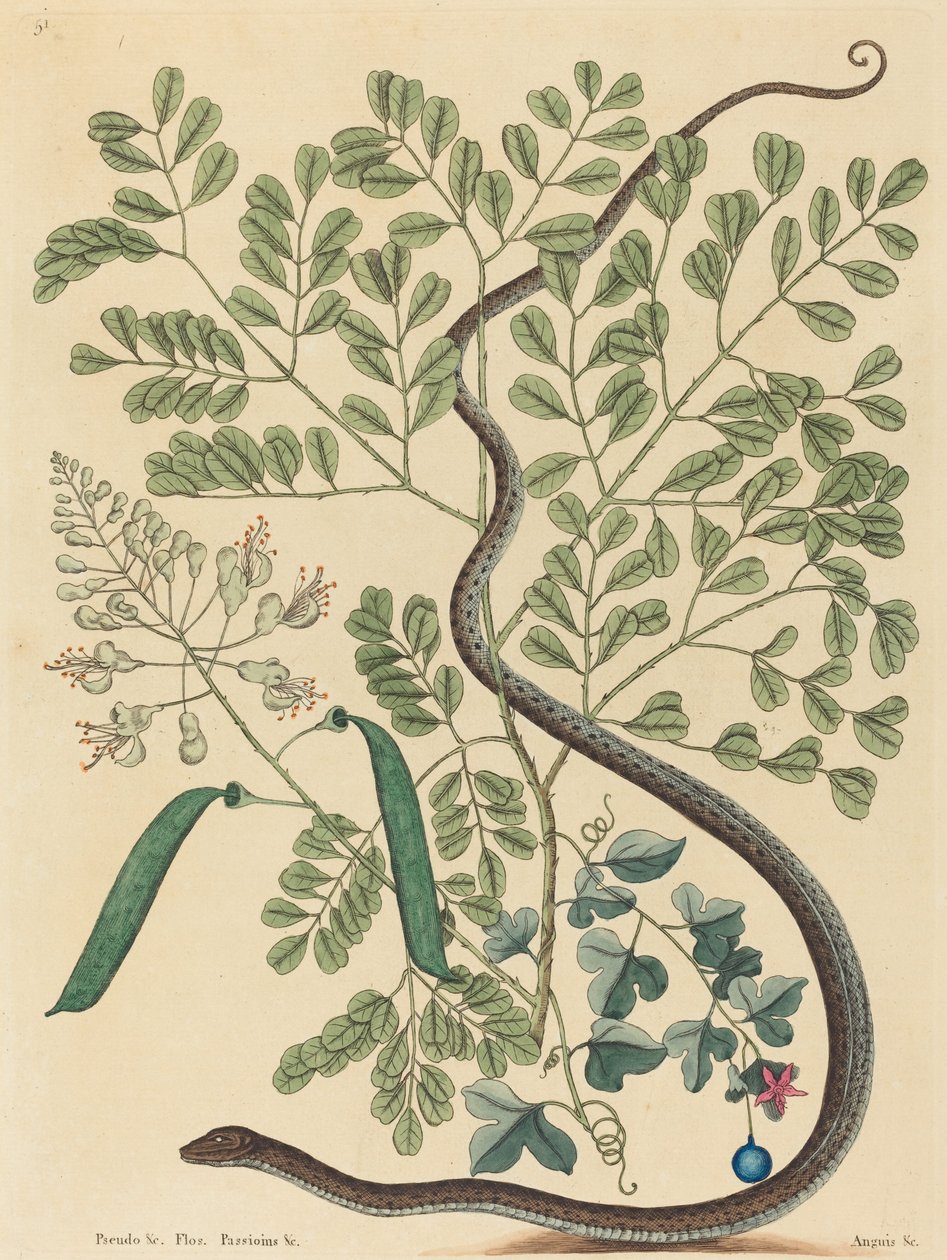 चित्तीदार रिबन साँप Coluber nebulosus प्रकाशित 1731-1743। द्वारा मार्क केट्सबी