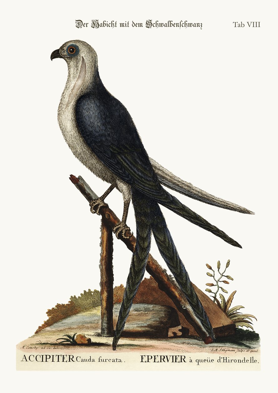 द स्वैल-टेल हॉक, 1749-73 द्वारा मार्क केट्सबी
