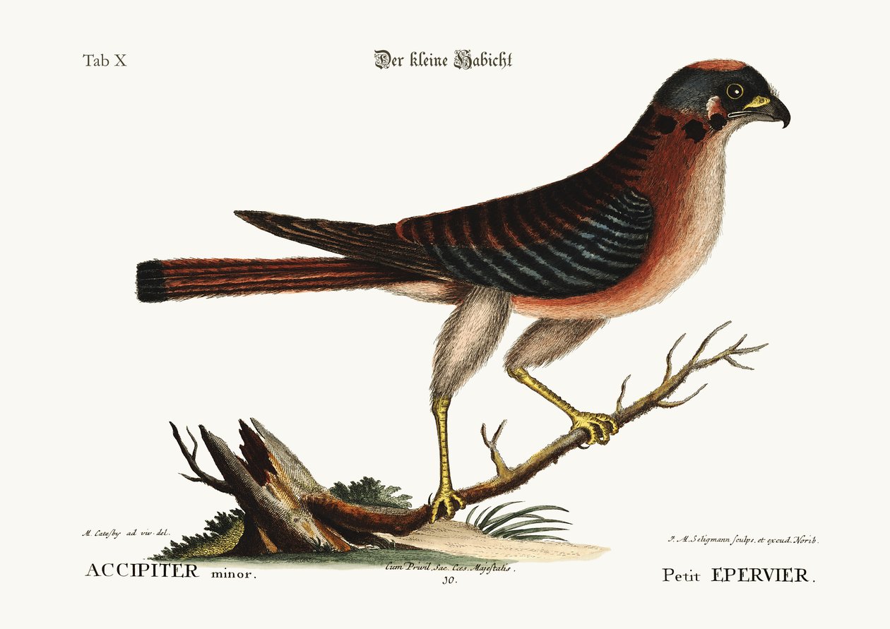 छोटी हॉक, 1749-73 द्वारा मार्क केट्सबी