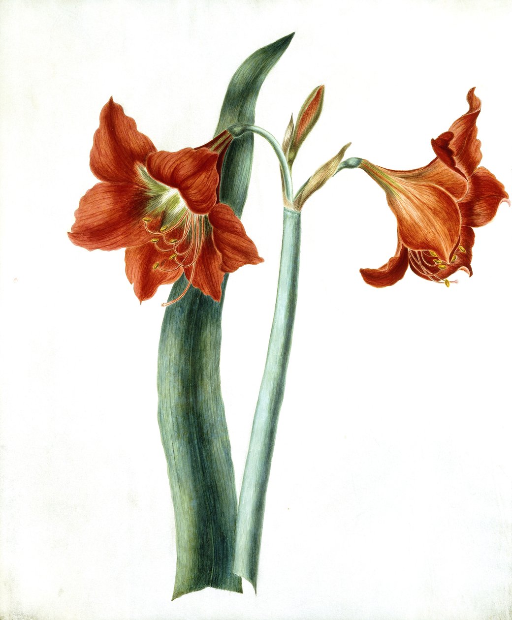 Amaryllis, c.1790 द्वारा मार्था टूथिल