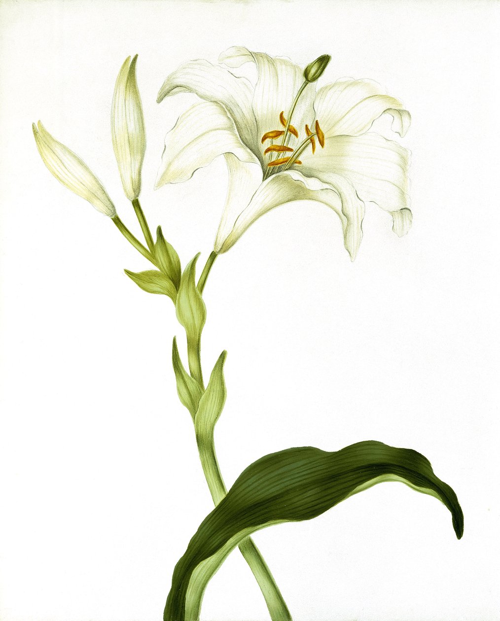लिली, c.1790 द्वारा मार्था टूथिल