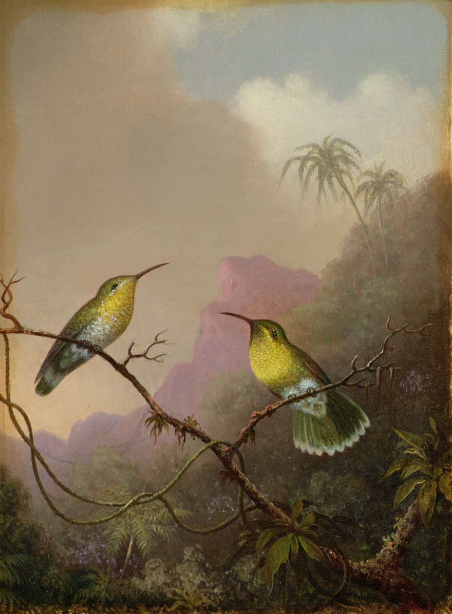 दो हमिंगबर्ड, c.1865-75 द्वारा मार्टिन जॉनसन हेडे