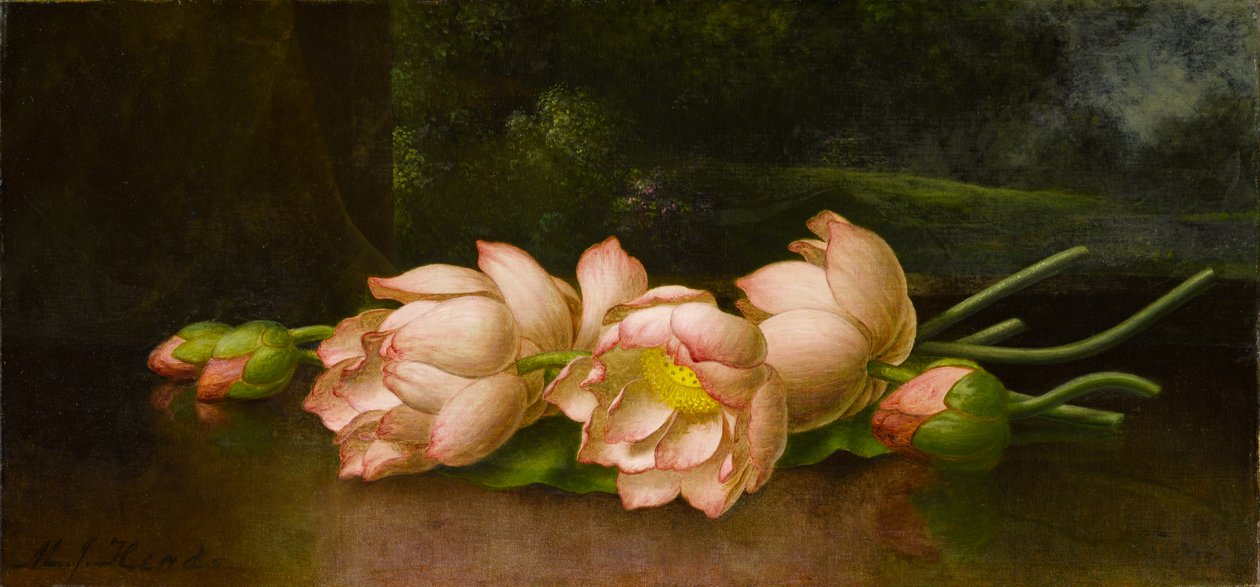 लोटस फ्लावर्स: ए लैंडस्केप पेंटिंग इन द बैकग्राउंड, c.1885-1900 (कैनवास पर तेल) द्वारा मार्टिन जॉनसन हेडे