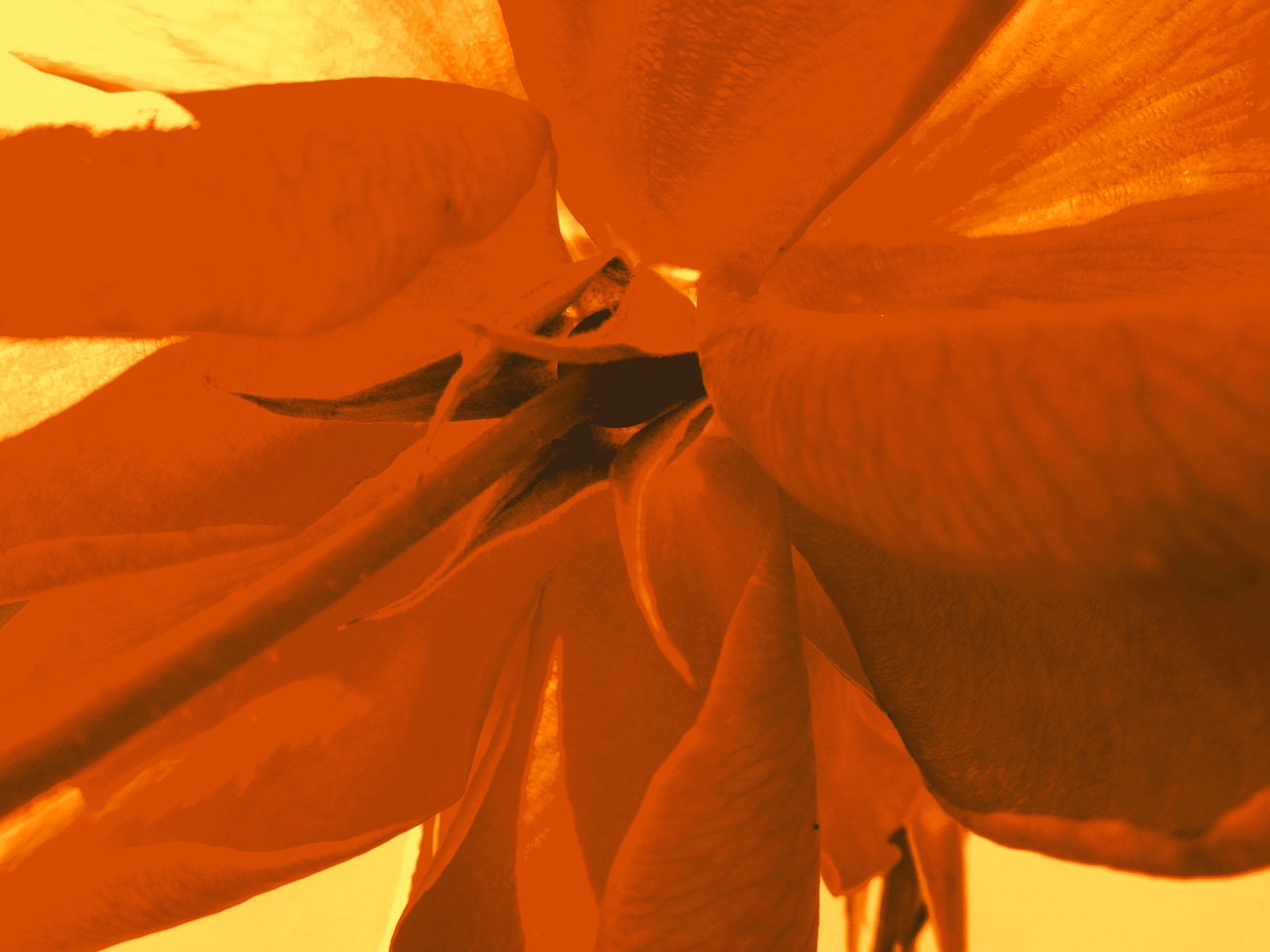 rosenblüte द्वारा मार्टिना कोनिट्ज़की