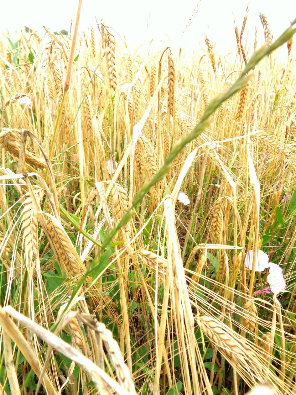 मक्के की बालियां द्वारा मार्टिना कोनिट्ज़की