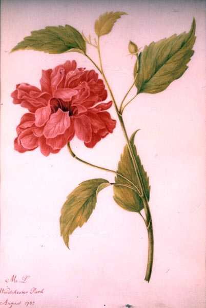 Peony स्टाइल फूल द्वारा मैरी ग्रानविले (attr।) Delany