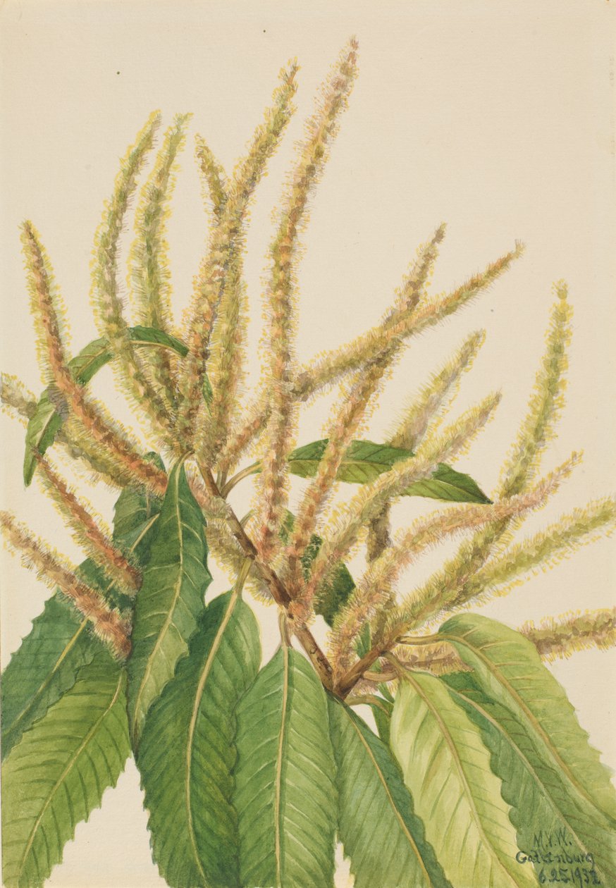 अमेरिकी शाहबलूत Castanea dentata, 1932। द्वारा मैरी वॉक्स वालकॉट