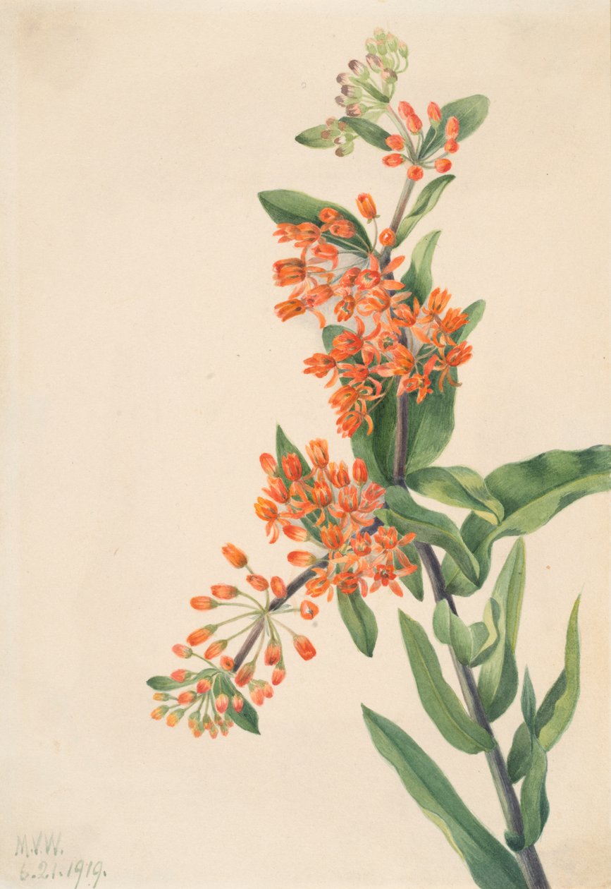 तितली खरपतवार Ascelpias tuberosa, 1919। द्वारा मैरी वॉक्स वालकॉट