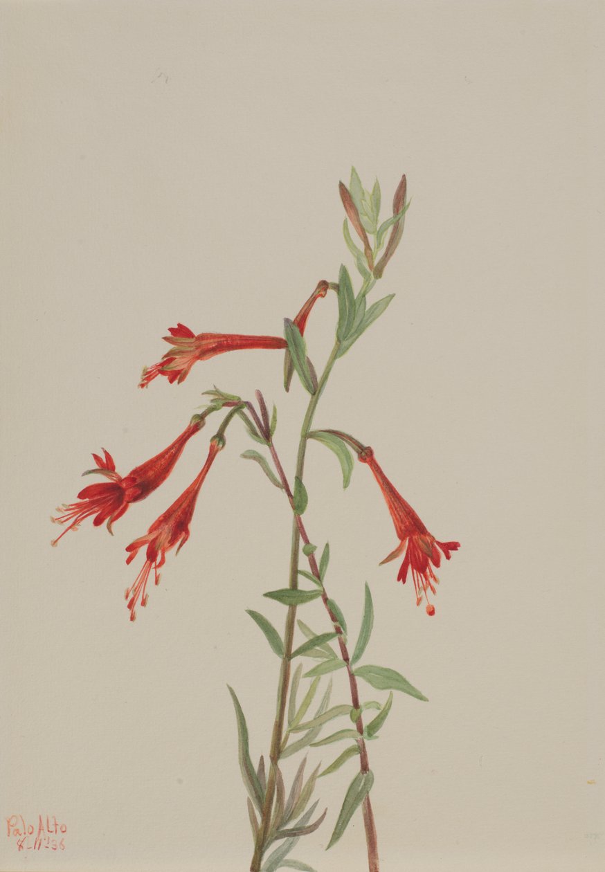 कैलिफोर्निया Fuschia Zauschneria कैलिफ़ोर्निका, 1936। द्वारा मैरी वॉक्स वालकॉट