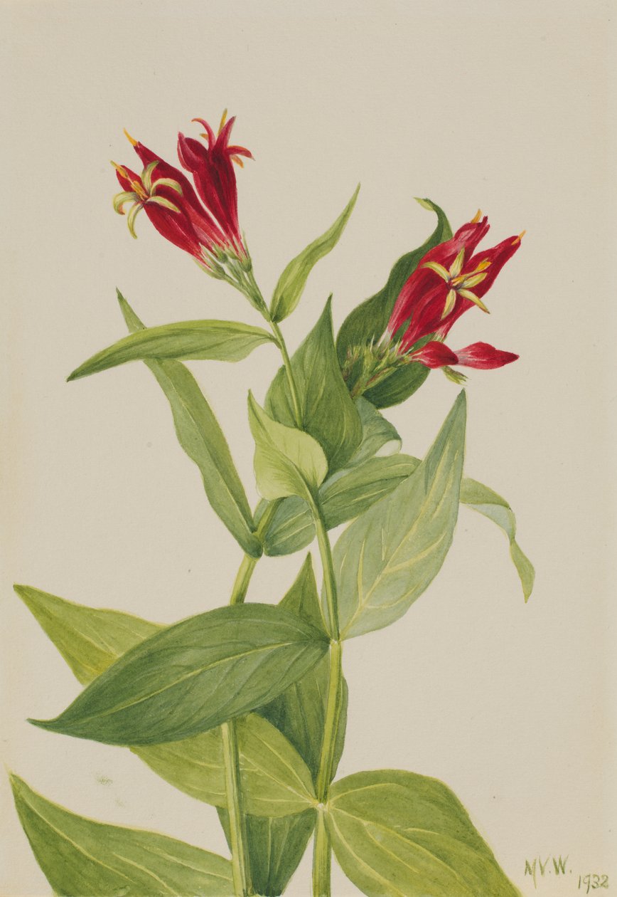 कैरोलिना गुलाबी Spigelia मैरीलैंडिका, 1932। द्वारा मैरी वॉक्स वालकॉट
