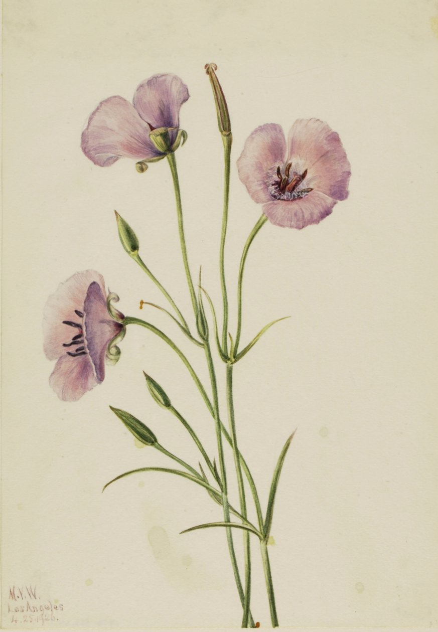 बकाइन Mariposa Calochortus देदीप्यमान, 1926। द्वारा मैरी वॉक्स वालकॉट