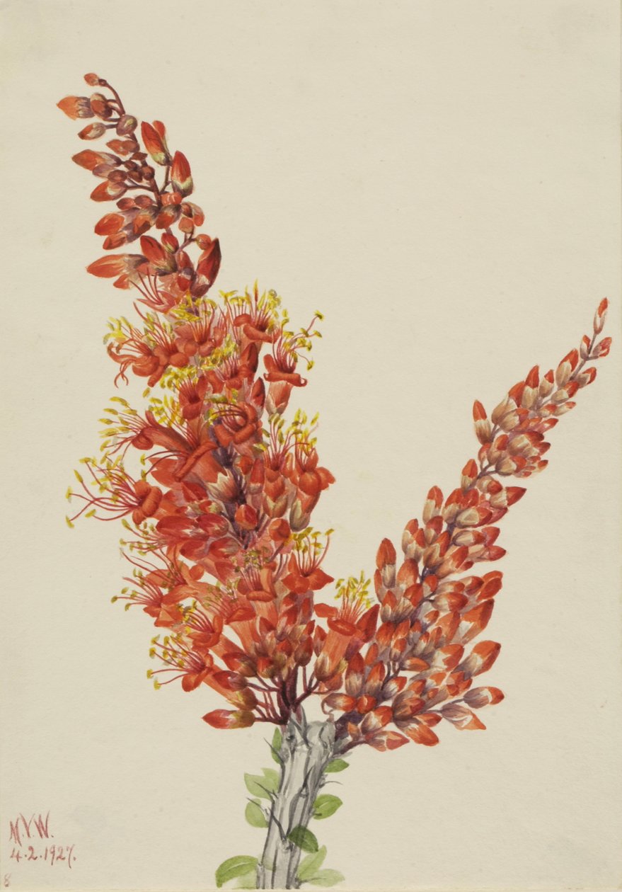 Ocotillo Fouquieria स्प्लेंडेंस, 1927। द्वारा मैरी वॉक्स वालकॉट