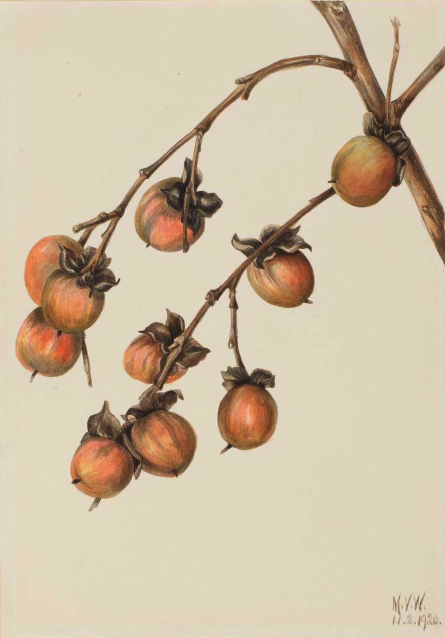 ख़ुरमा Diospyros Virginiana, 1920। द्वारा मैरी वॉक्स वालकॉट