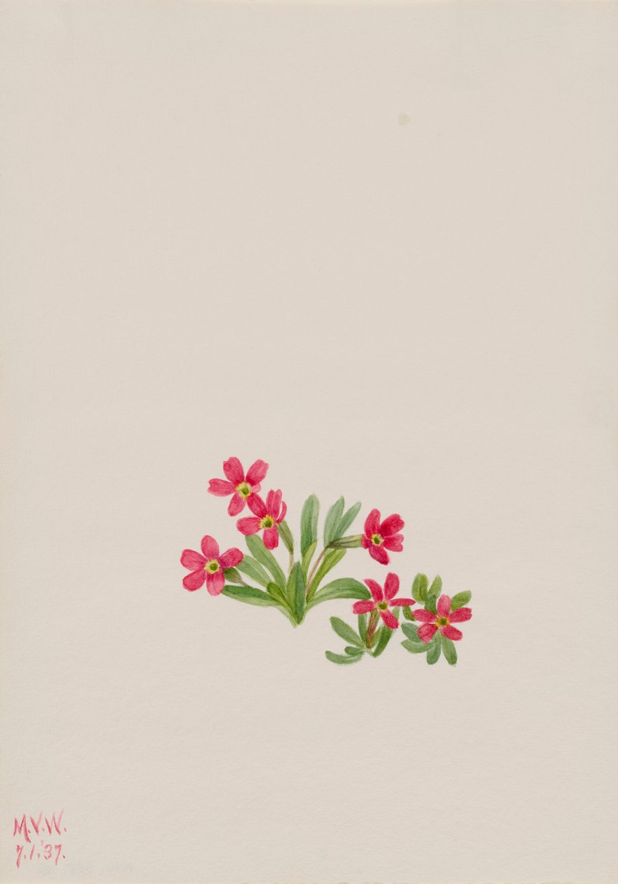 हलके पीले रंग का Primula angustifolia, 1937। द्वारा मैरी वॉक्स वालकॉट