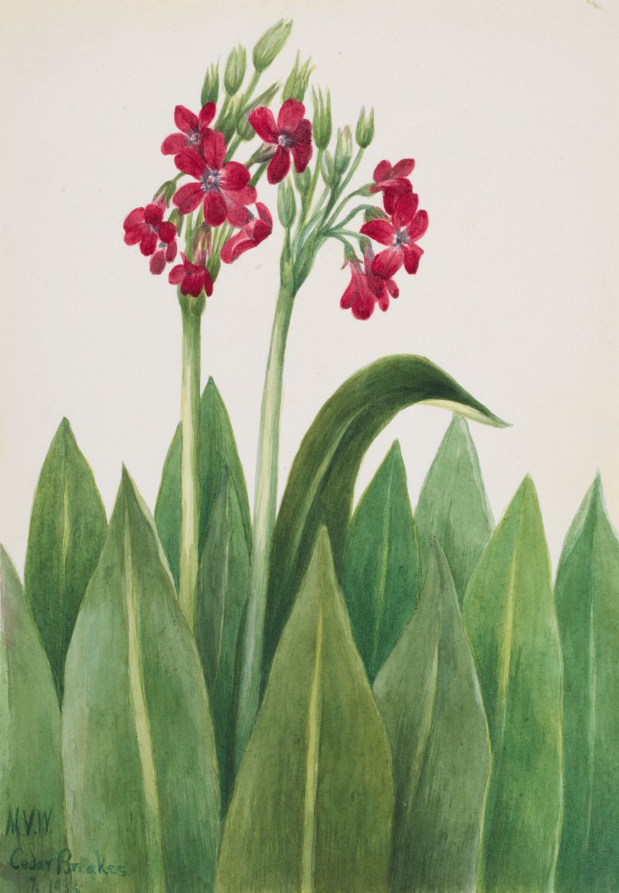 हलके पीले रंग का Primula parryi, 1938। द्वारा मैरी वॉक्स वालकॉट