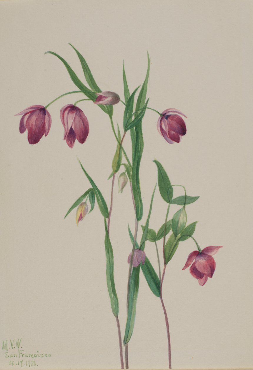 बैंगनी परी लालटेन Calochortus anoenum, 1936। द्वारा मैरी वॉक्स वालकॉट