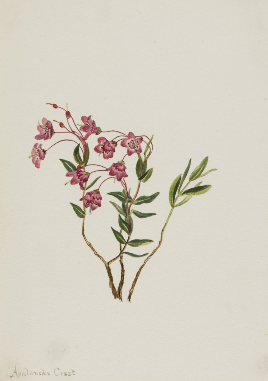रॉकी पर्वत Kalmia Kalmia microphylla, nd द्वारा मैरी वॉक्स वालकॉट