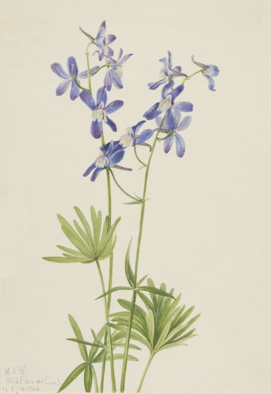 स्लिम Larkspur डॉल्फिन गरीब, 1924। द्वारा मैरी वॉक्स वालकॉट