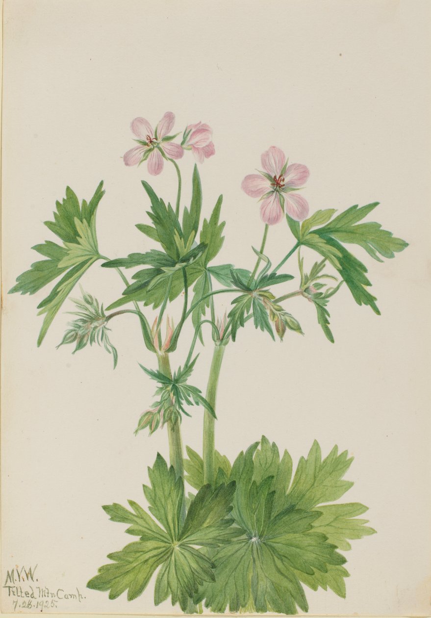 पश्चिमी Cranesbill Geranium चिपचिपापन, 1925। द्वारा मैरी वॉक्स वालकॉट