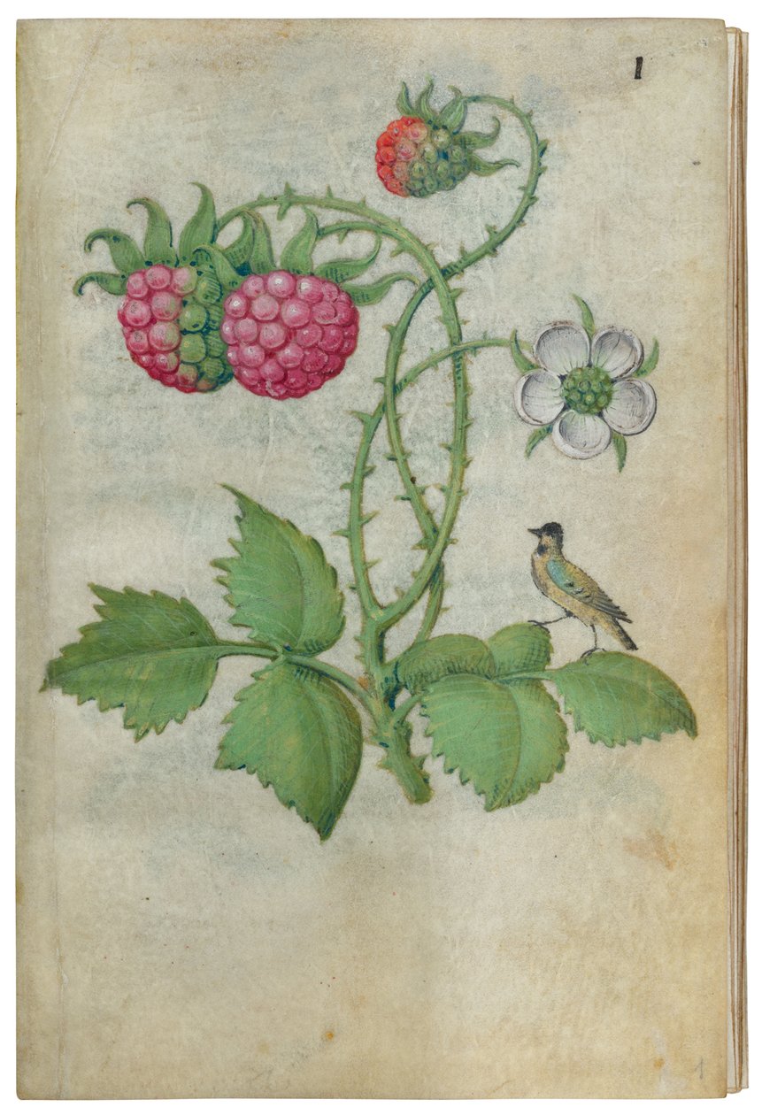 बुक ऑफ फ्लावर स्टडीज़, सीए। 1510-1515। द्वारा क्लाउड डी फ्रांस के मास्टर