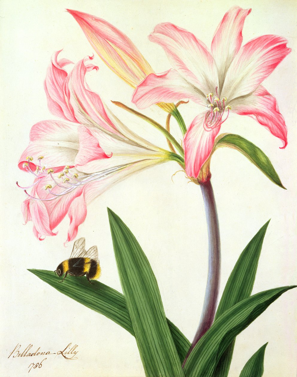 लिलियम बेलाडोना और मधुमक्खी, 1786 (कागज पर पेंसिल पर wc और gouache) द्वारा मटिल्डा कॉनर्स