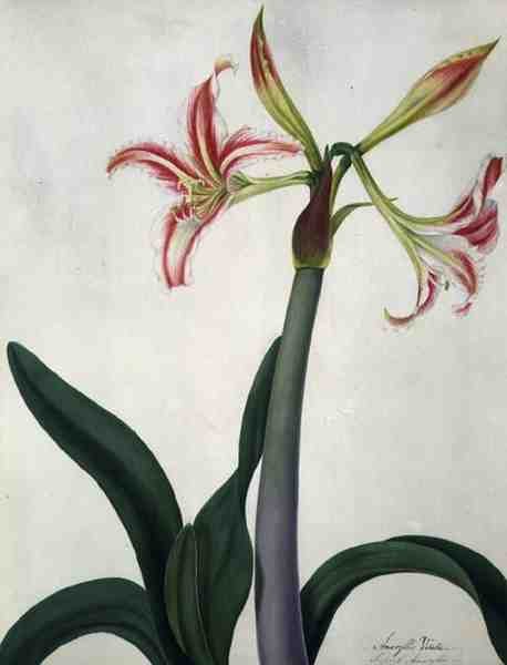 Amaryllis Vitata (वेलम पर पेंसिल के ऊपर वॉटरकलर और गौचे) द्वारा मटिल्डा कॉनर्स