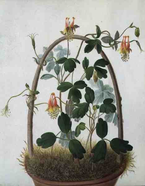 Tropaeolum Tuberosum (वेलम पर पेंसिल के ऊपर वॉटरकलर और गौचे) द्वारा मटिल्डा कॉनर्स