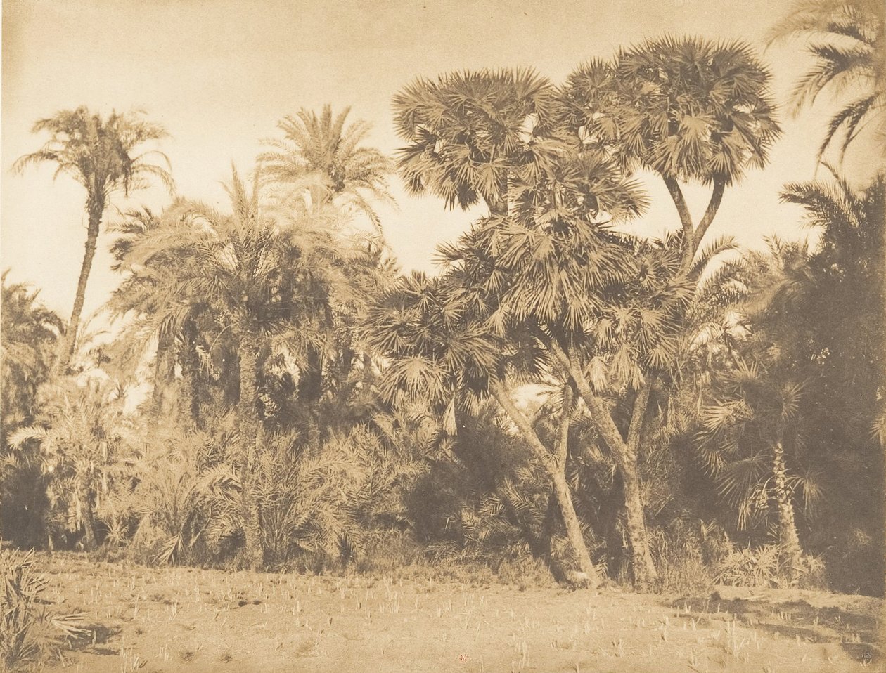 खजूर के पेड़ और डौम्स की लकड़ी, हमरनेह में, 1849-50। द्वारा मैक्सिम डू कैंप