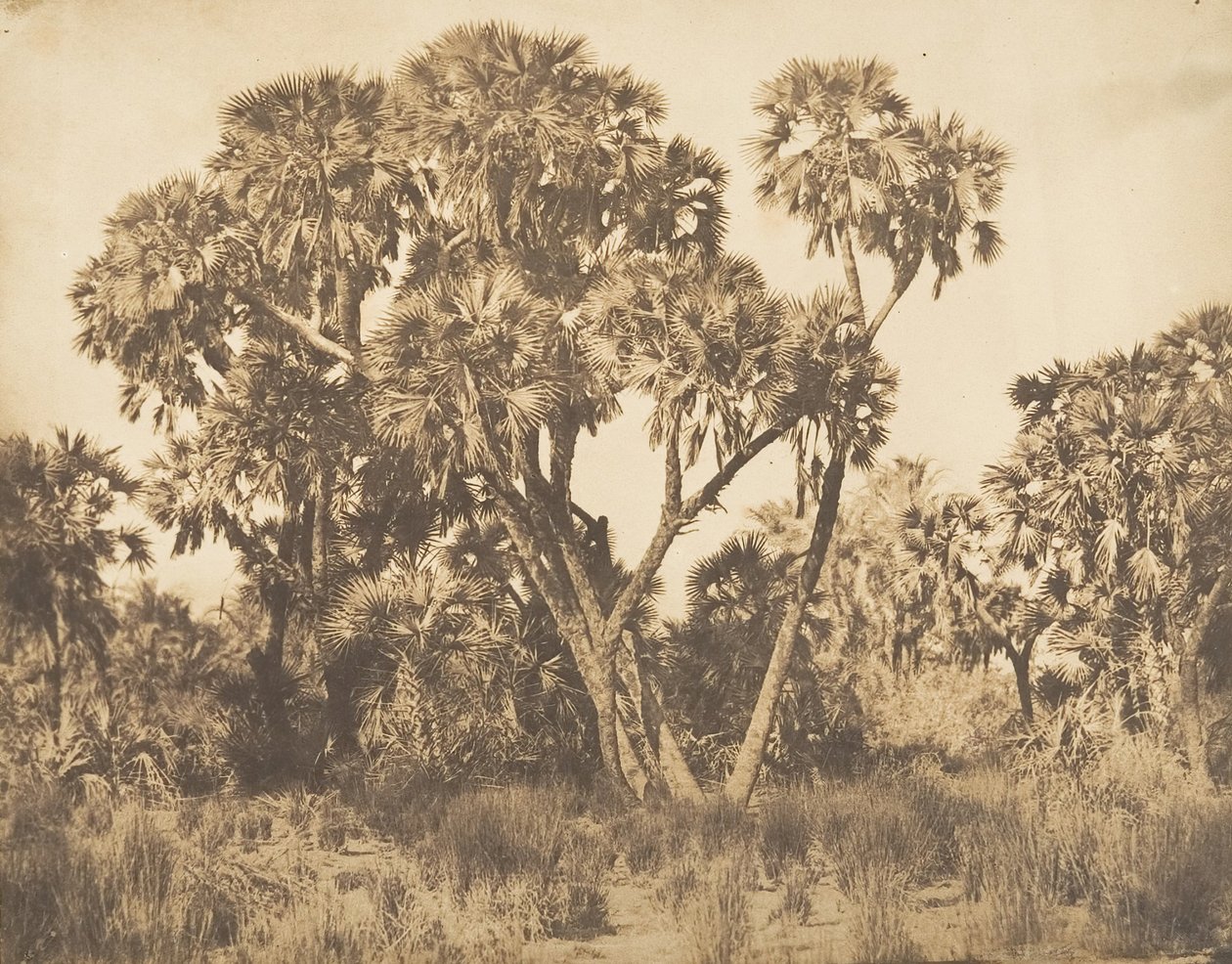 हमरनेह में डौम पाम्स, 1849-50। द्वारा मैक्सिम डू कैंप