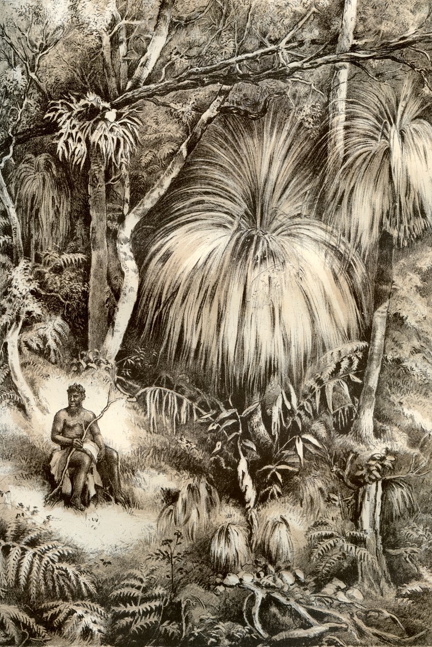 तस्मानियाई वन दृश्य, 1879 द्वारा McFarlane और Erskine