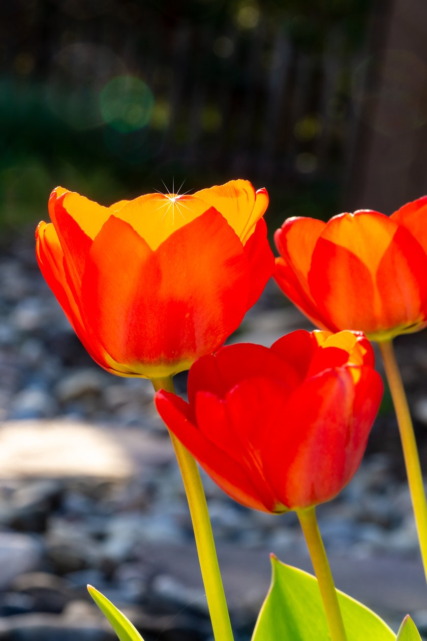 चमकदार TULIP द्वारा मेलानी हरमाइन लिटरफेल्ड