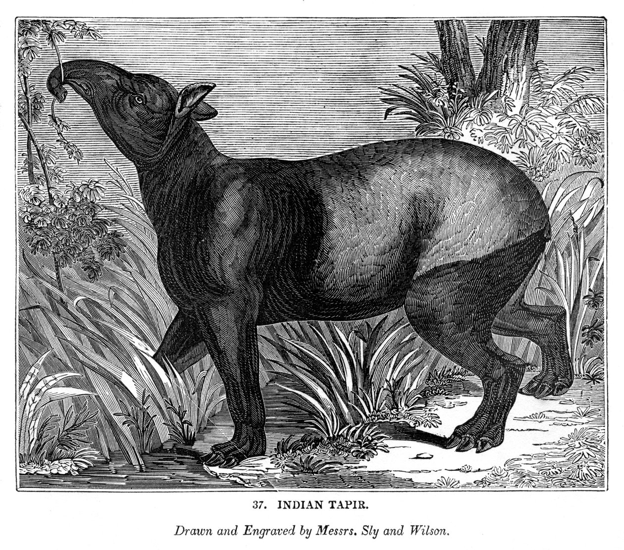 भारतीय तापिर, 1843 द्वारा मेसर्स स्ली और विल्सन