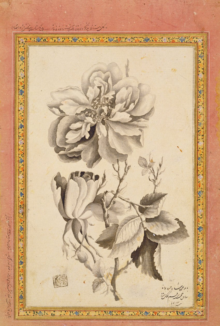 गुलाब, 1799-1800 (कागज पर स्याही धोने) द्वारा मिर्जा बाबा