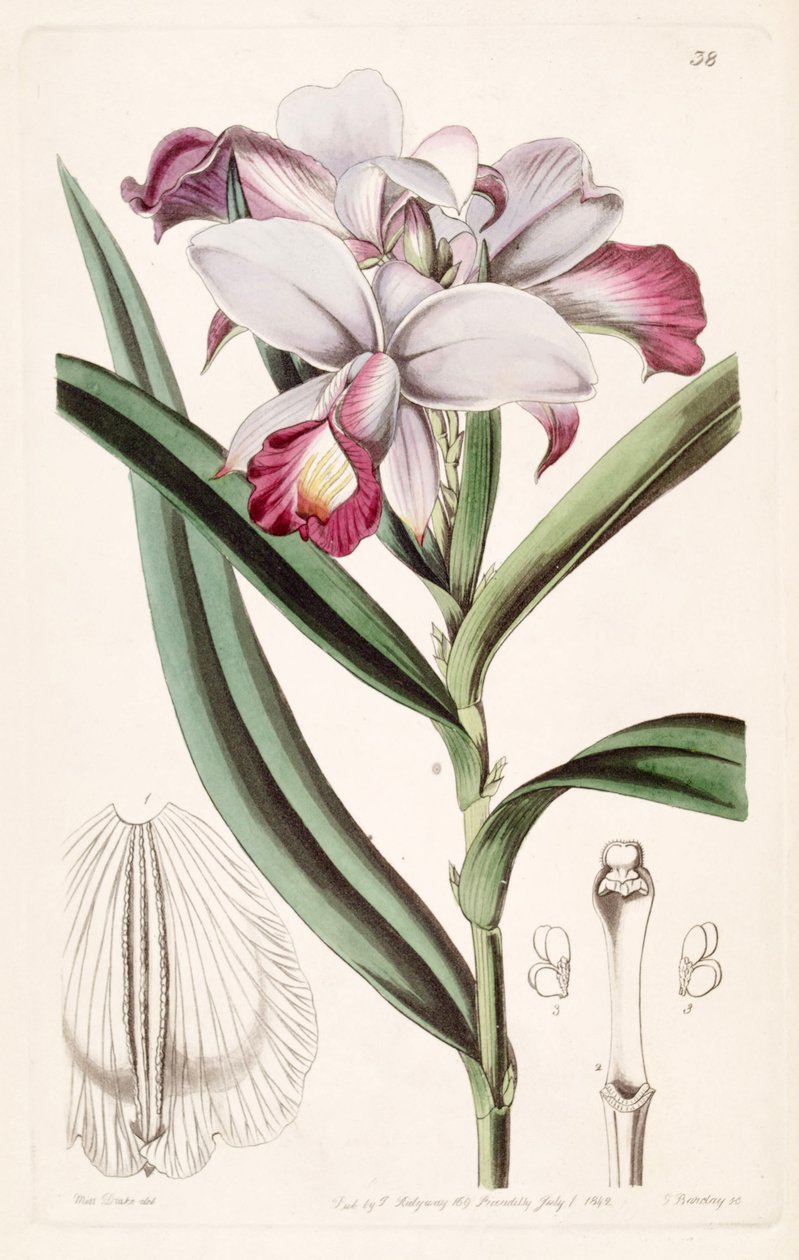 Arundina graminijolia (syn। Arundina घने) द्वारा मिस ड्रेक
