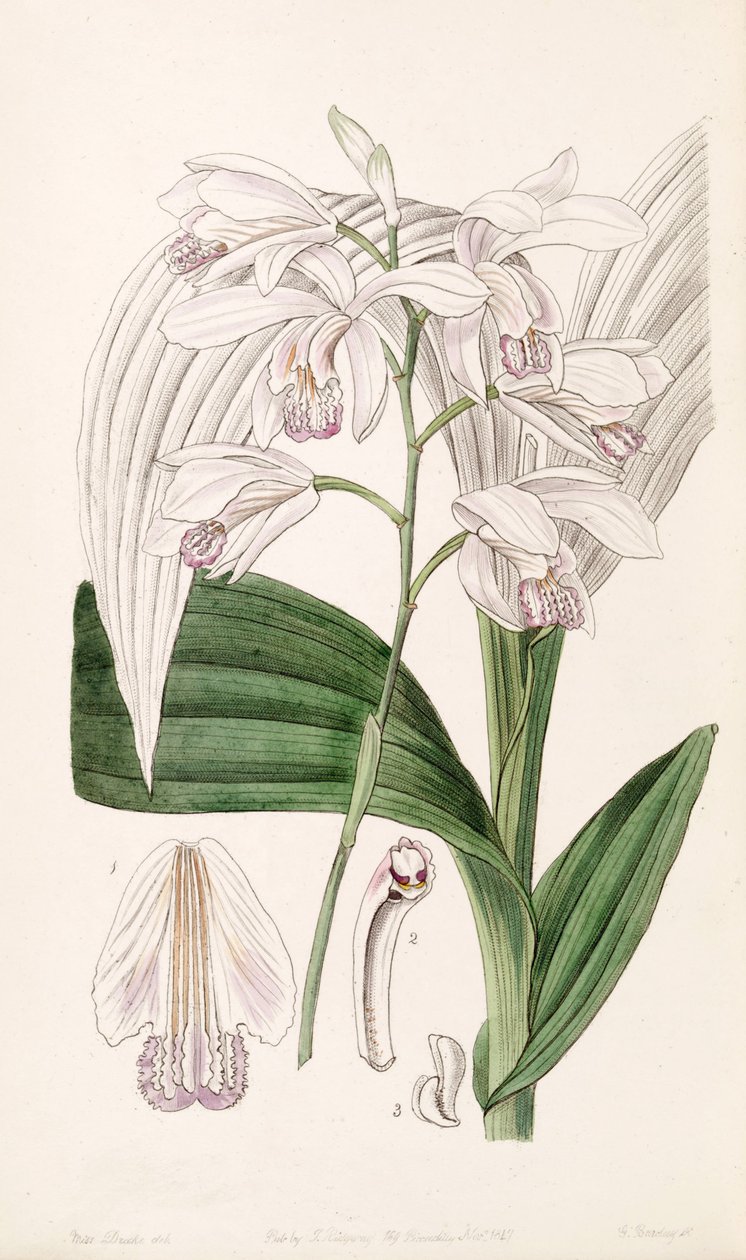Bletilla स्ट्रेटा (Bletia gebina के रूप में) द्वारा मिस ड्रेक