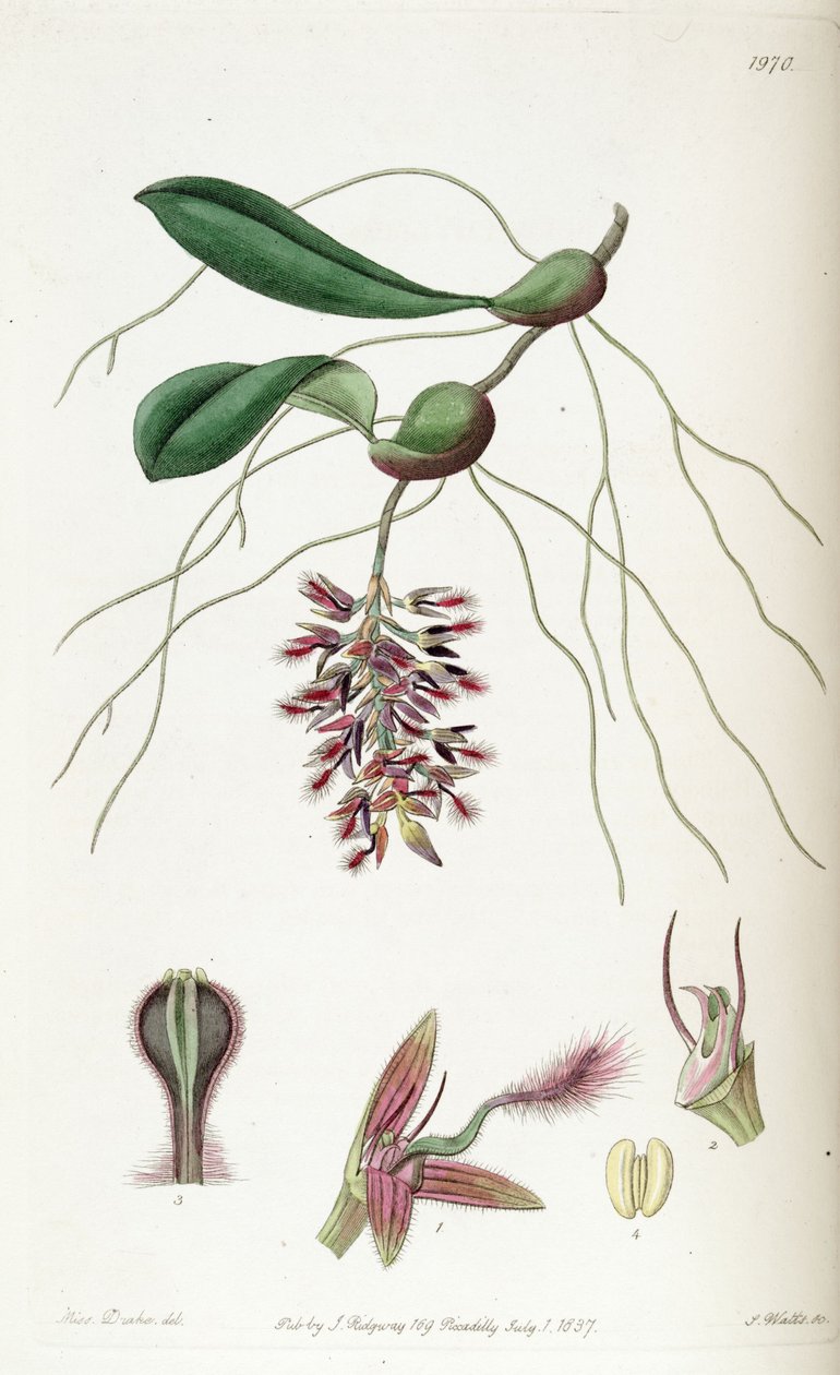 BulbophyUum saltatoria (वर्तनी Bolbophyllum saltatorium) द्वारा मिस ड्रेक