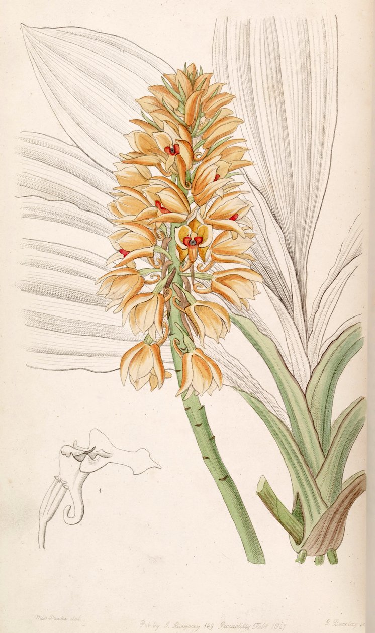 Calanthe निष्पक्ष (syn। Calanthe curculigoides) द्वारा मिस ड्रेक