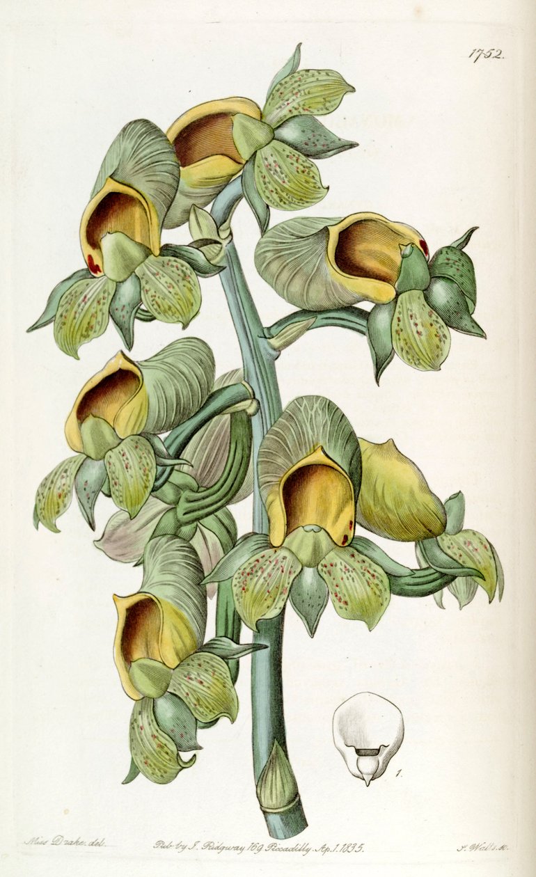 Catasetum Trillium (syn। Monachanthus हरा) द्वारा मिस ड्रेक