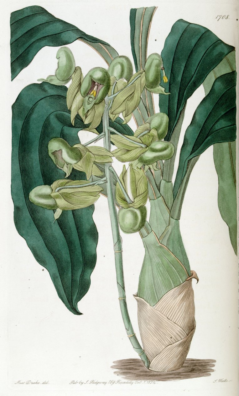Catasetum शुद्ध (syn। Catasetum semiapertum) द्वारा मिस ड्रेक