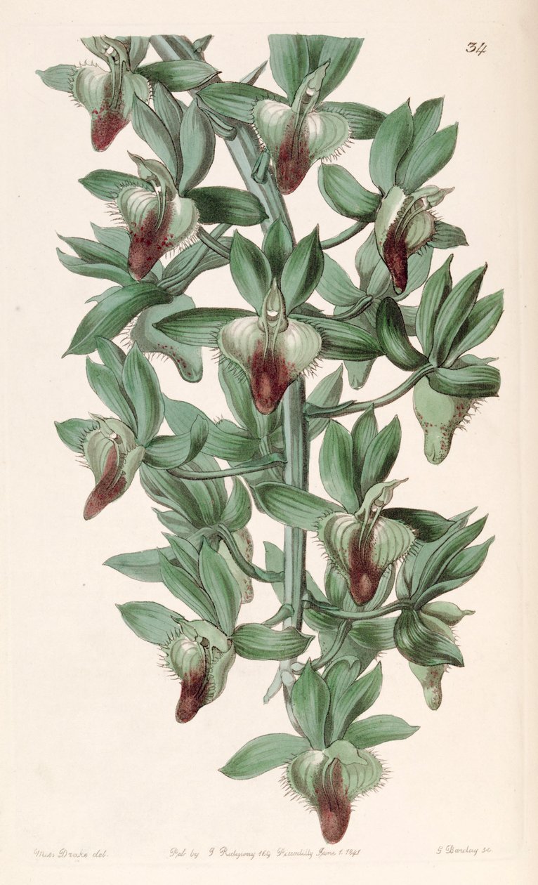 Catasetum फुटबॉल (syn। Catasetum फावड़ा) द्वारा मिस ड्रेक