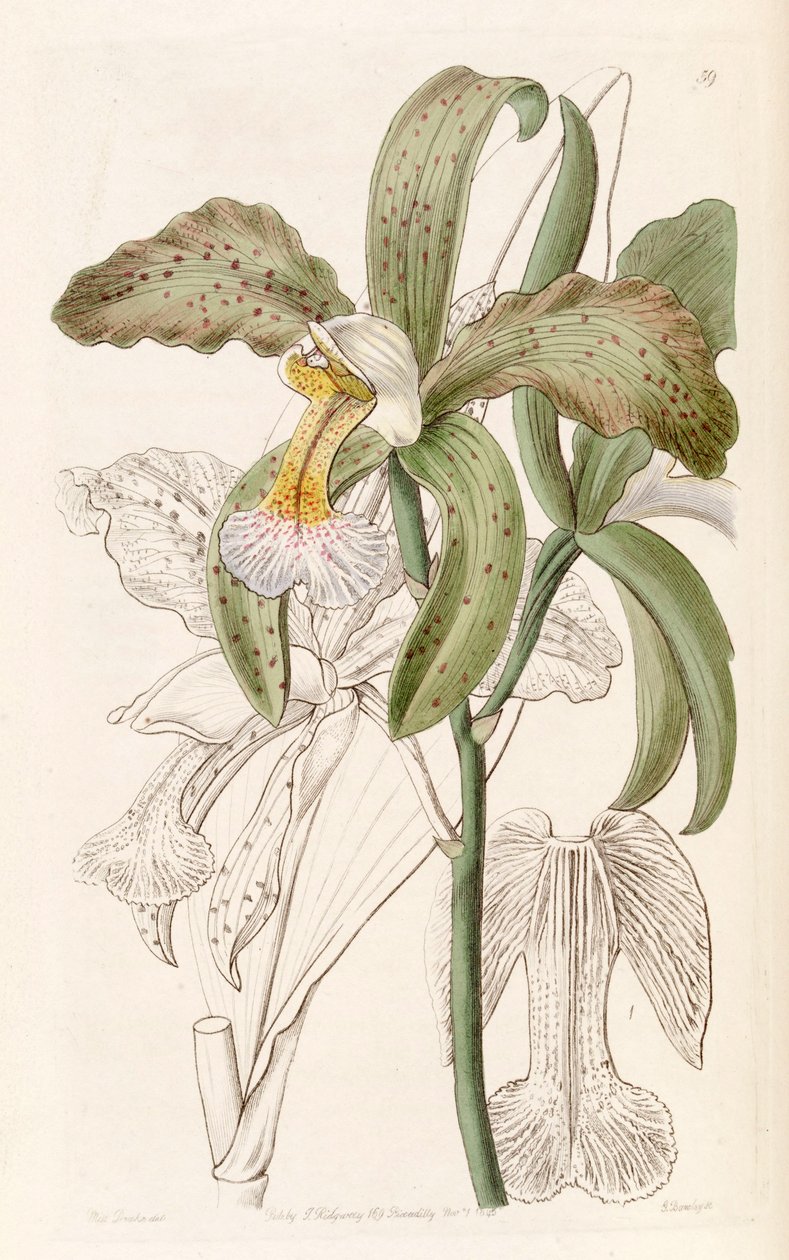 कैटल ग्रेन्युलोसा (syn के रूप में। Cattleya granulosa var। रसेलियाना) द्वारा मिस ड्रेक